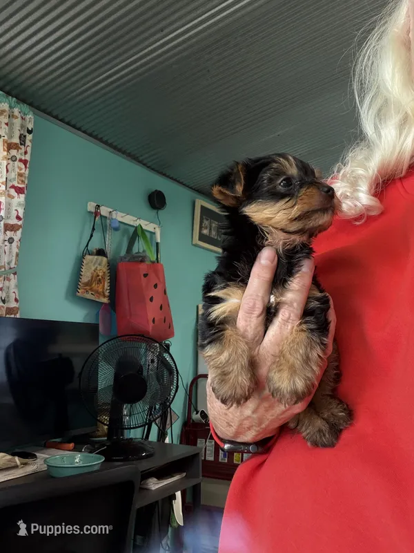 Augie  – Yorkshire Terrier puppy for sale in Fairfield, IL