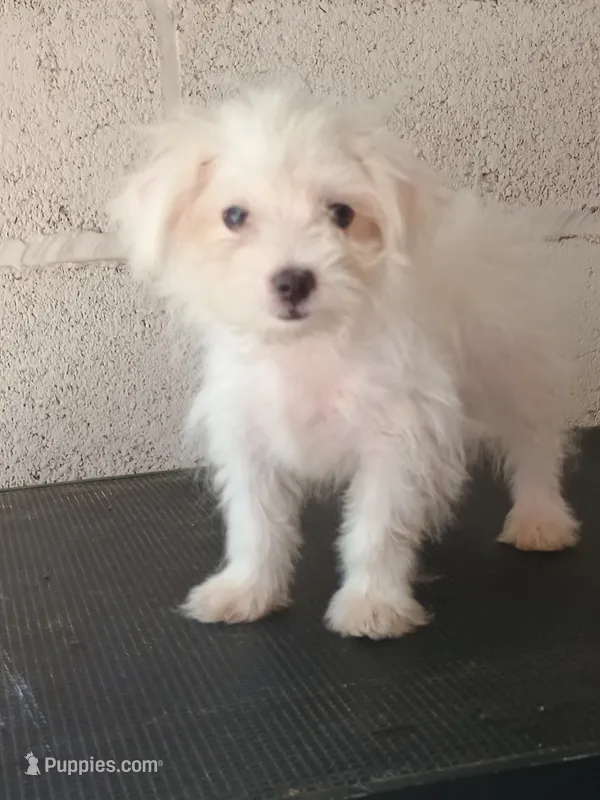 Indy Blu – Maltese puppy for sale in Fairfield, IL
