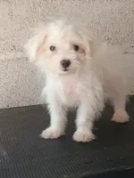 Indy Blu, a female Maltese for sale in Fairfield, IL – 1 of 4