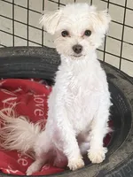 Indy Blu, a female Maltese for sale in Fairfield, IL – 2 of 4