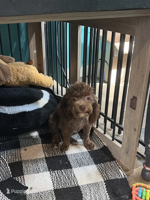 Cherry – Poodle - Toy  puppy for sale in Fairfield, IL