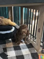 Cherry, a female Poodle - Toy  for sale in Fairfield, IL – 1 of 6
