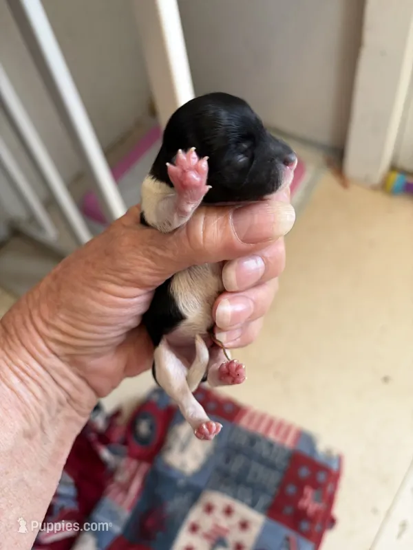 Parti Boy – Yorkipoo puppy for sale in Fairfield, IL