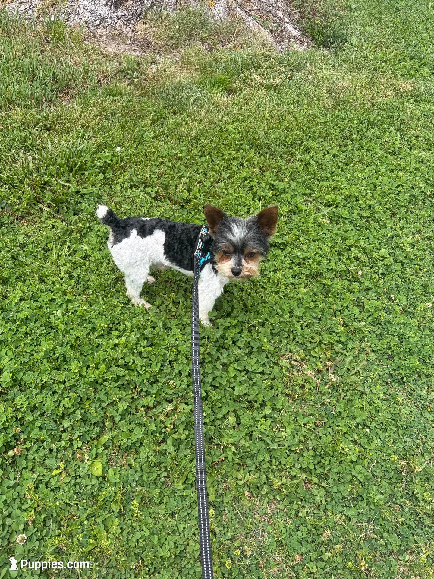 No name yet, a female Yorkshire Terrier for sale in Fairfield, IL – 3 of 3