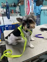 Jack-Jack, a male Yorkshire Terrier for sale in Fairfield, IL – 2 of 2