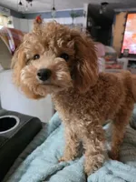 Levi, a male Poodle - Toy  for sale in Fairfield, IL – 4 of 5