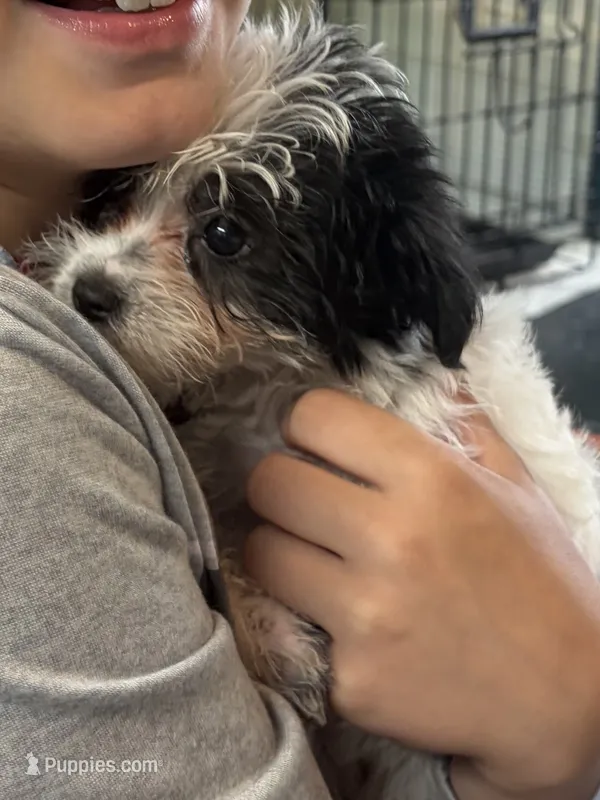 Miss Clover – Morkie puppy for sale in Fairfield, IL