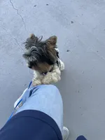 Jack-Jack, a male Yorkshire Terrier for sale in Fairfield, IL – 5 of 8