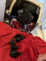 Tiny lady , a female Yorkipoo for sale in Fairfield, IL – 2 of 3