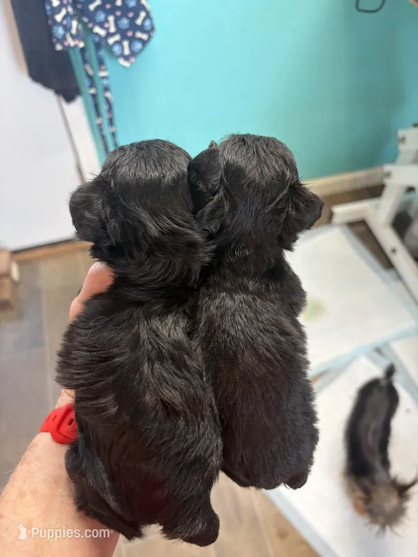 Willow  – Yorkipoo puppy for sale in Fairfield, IL