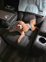 Levi, a male Poodle - Toy  for sale in Fairfield, IL – 1 of 5