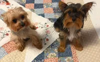 Augie , a male Yorkshire Terrier for sale in Fairfield, IL – 6 of 6