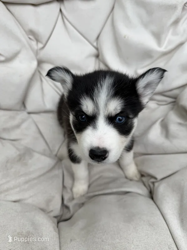 Princess – Siberian Husky puppy for sale in Carmel Hamlet, NY