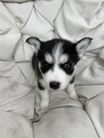 Princess, a female Siberian Husky for sale in Carmel Hamlet, NY – 2 of 3