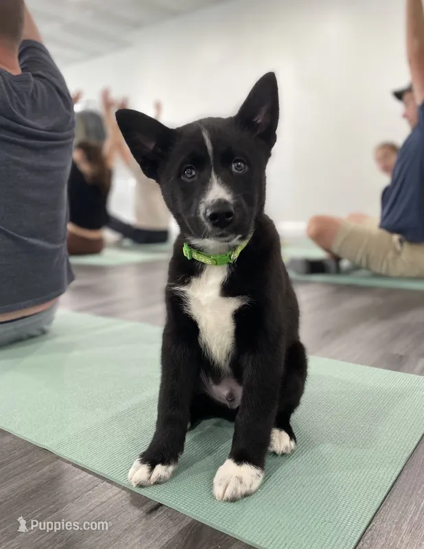 Shadow – Siberian Husky puppy for sale in Carmel Hamlet, NY
