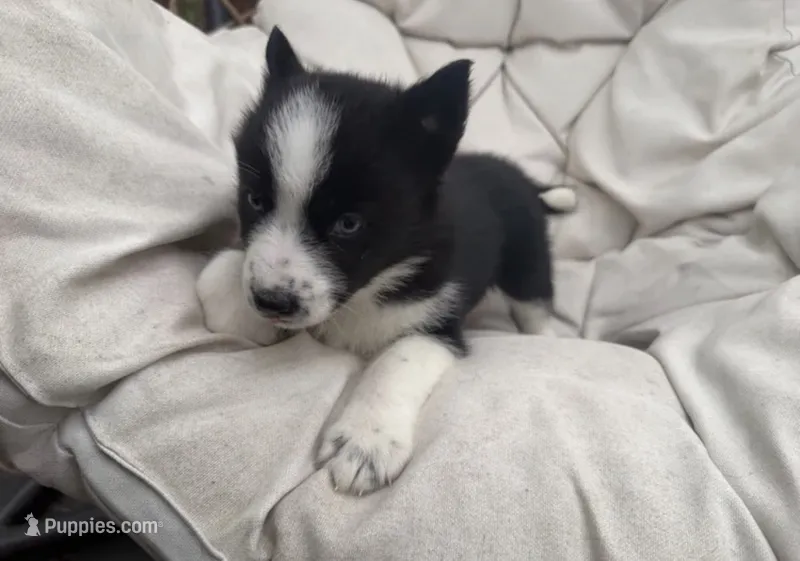 Skye – Siberian Husky puppy for sale in Carmel Hamlet, NY