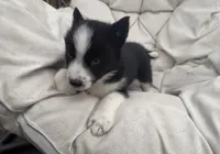 Skye, a female Siberian Husky for sale in Carmel Hamlet, NY – 2 of 3
