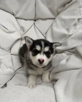 Nova, a female Siberian Husky for sale in Carmel Hamlet, NY – 2 of 2