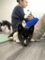 Bandit, a male Siberian Husky for sale in Carmel Hamlet, NY – 3 of 5
