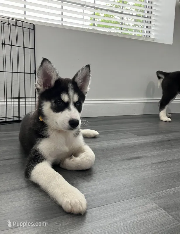 Princess – Siberian Husky puppy for sale in Carmel Hamlet, NY