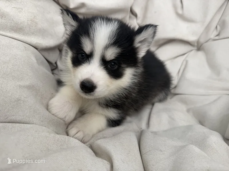 Willow – Siberian Husky puppy for sale in Carmel Hamlet, NY