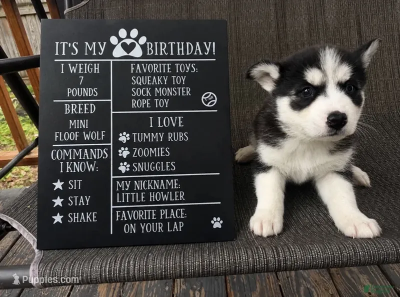 Princess – Siberian Husky puppy for sale in Carmel Hamlet, NY