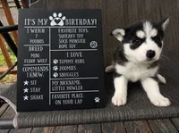 Princess, a female Siberian Husky for sale in Carmel Hamlet, NY – 1 of 3