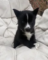 Shadow, a male Siberian Husky for sale in Carmel Hamlet, NY – 2 of 2