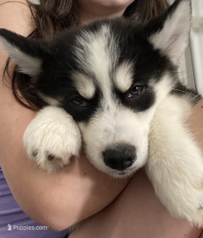 Willow – Siberian Husky puppy for sale in Carmel Hamlet, NY
