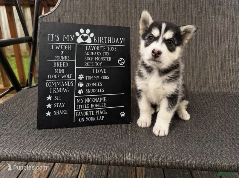 Nova – Siberian Husky puppy for sale in Carmel Hamlet, NY