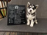Nova, a female Siberian Husky for sale in Carmel Hamlet, NY – 1 of 2
