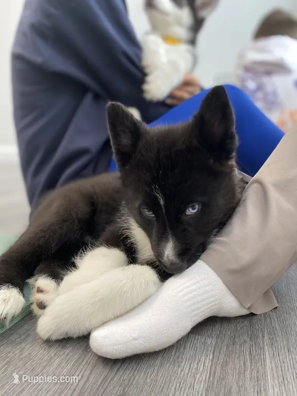 Bandit – Siberian Husky puppy for sale in Carmel Hamlet, NY