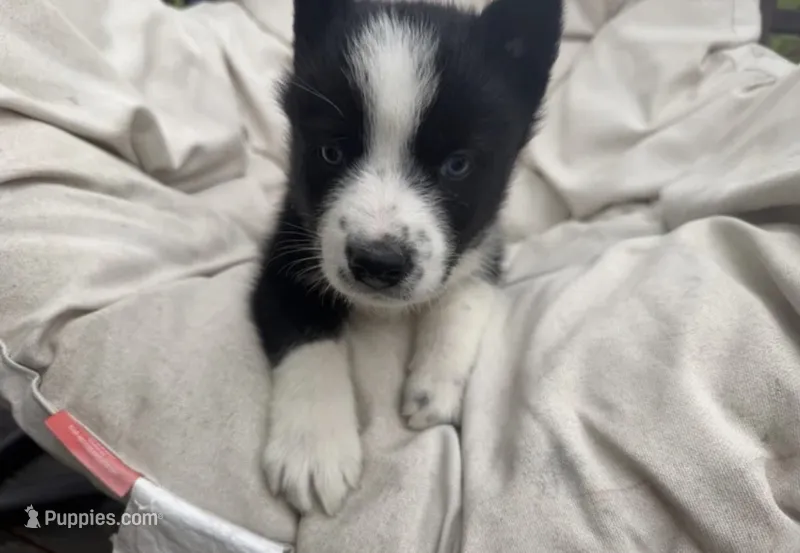 Skye – Siberian Husky puppy for sale in Carmel Hamlet, NY