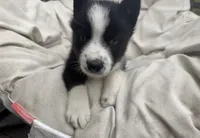 Skye, a female Siberian Husky for sale in Carmel Hamlet, NY – 3 of 3