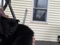 Bear, a male Siberian Husky for sale in Carmel Hamlet, NY – 4 of 4
