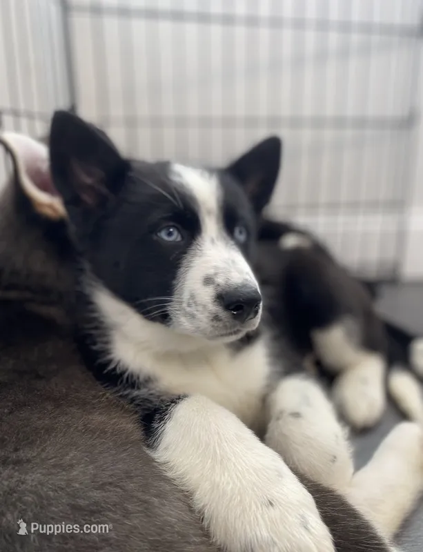 Skye – Siberian Husky puppy for sale in Carmel Hamlet, NY