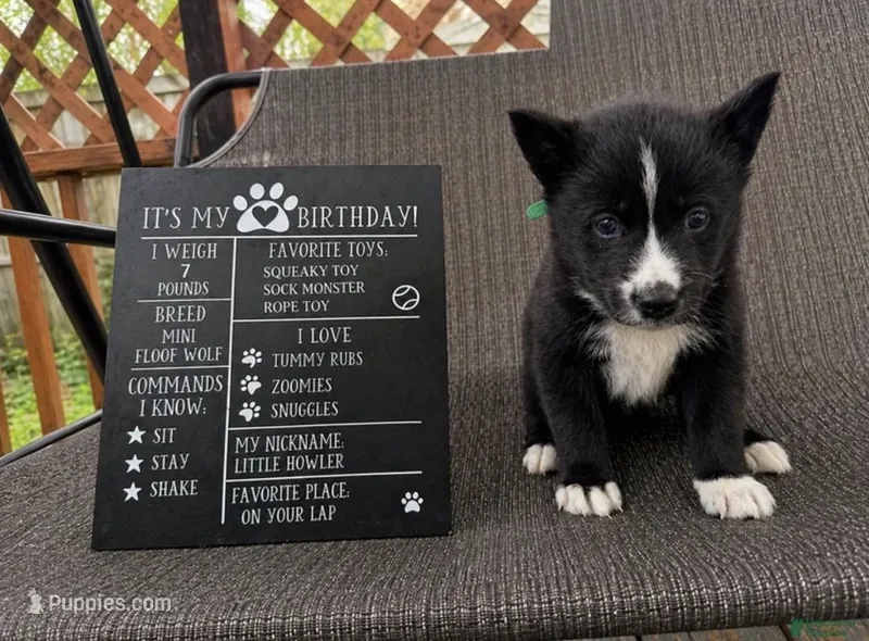 Shadow – Siberian Husky puppy for sale in Carmel Hamlet, NY