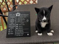 Shadow, a male Siberian Husky for sale in Carmel Hamlet, NY – 1 of 2