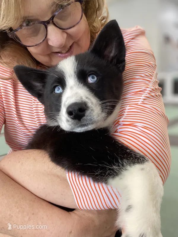 Skye – Siberian Husky puppy for sale in Carmel Hamlet, NY
