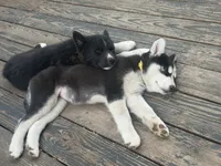 Bandit, a male Siberian Husky for sale in Carmel Hamlet, NY – 2 of 5