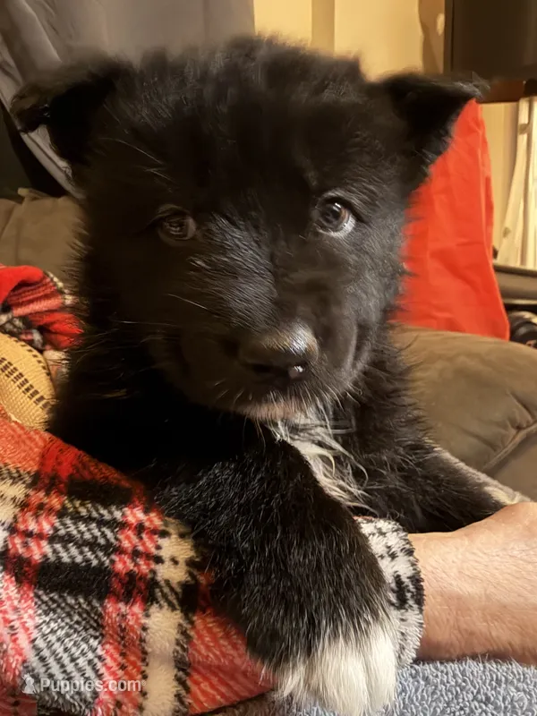 Bear – Siberian Husky puppy for sale in Carmel Hamlet, NY