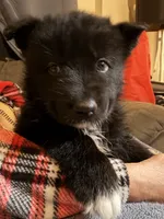 Bear, a male Siberian Husky for sale in Carmel Hamlet, NY – 2 of 4