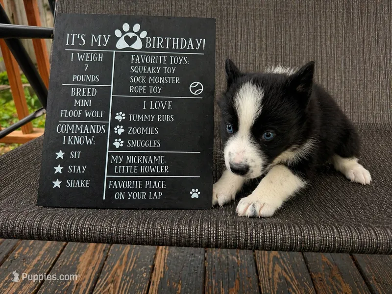Skye – Siberian Husky puppy for sale in Carmel Hamlet, NY