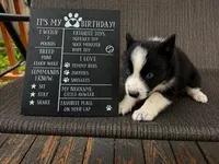 Skye, a female Siberian Husky for sale in Carmel Hamlet, NY – 1 of 3