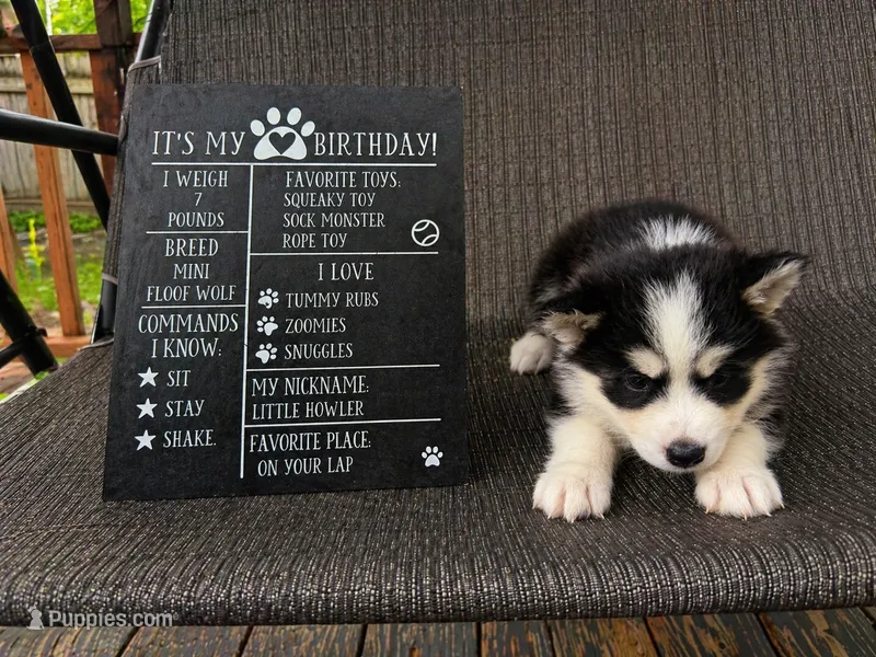 Willow – Siberian Husky puppy for sale in Carmel Hamlet, NY