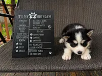 Willow, a female Siberian Husky for sale in Carmel Hamlet, NY – 1 of 3
