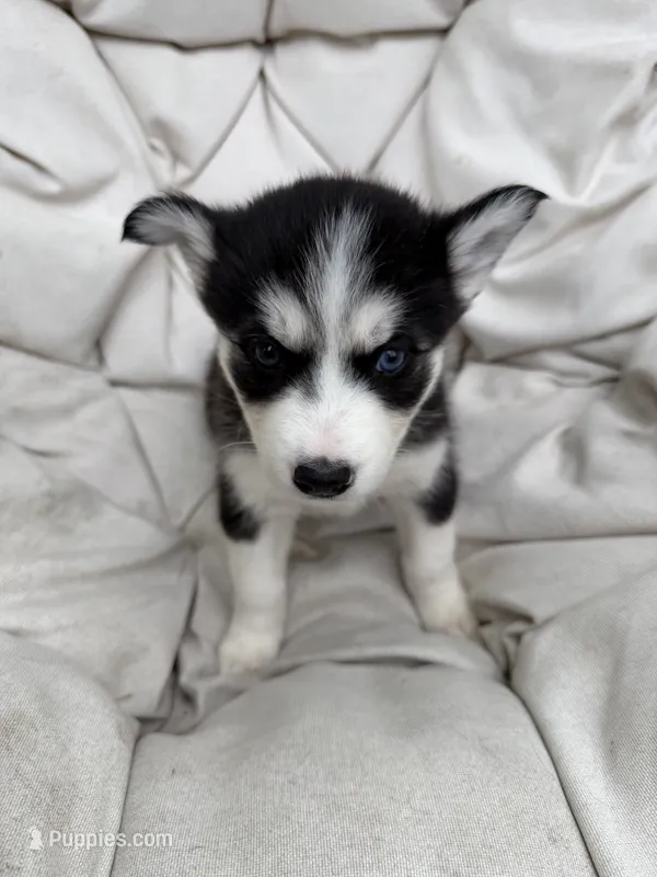 Princess – Siberian Husky puppy for sale in Carmel Hamlet, NY