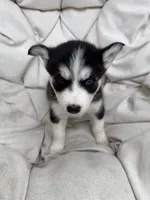 Princess, a female Siberian Husky for sale in Carmel Hamlet, NY – 3 of 3