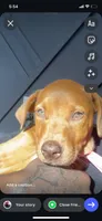 Pressure, a  American Pit Bull Terrier and Labrador Retriever for sale in Hurst, TX – 2 of 2