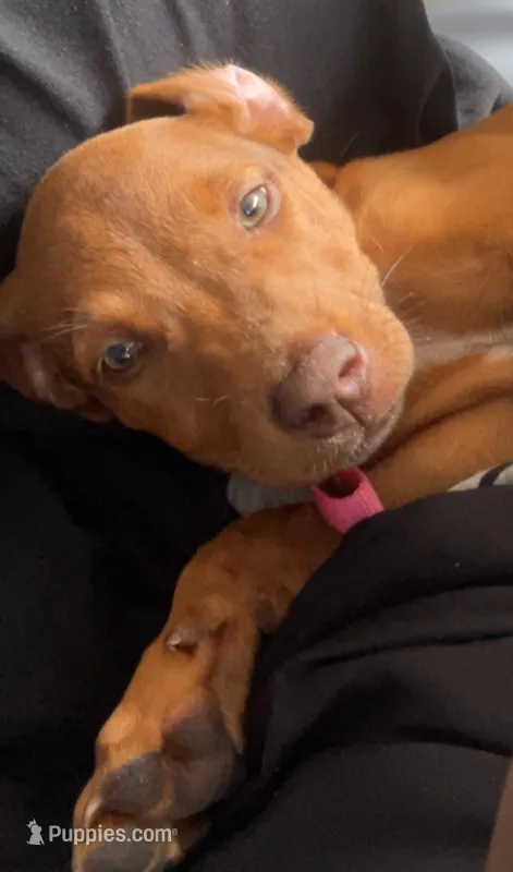 Pressure – American Pit Bull Terrier, Labrador Retriever puppy for sale in Hurst, TX